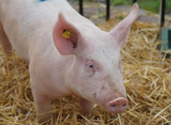 Два очага африканской чумы свиней выявлены в Волгоградской области
